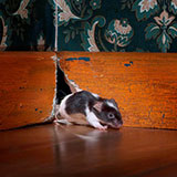  Mouse Hole 