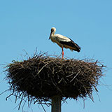  Nest 