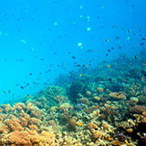  Ocean 