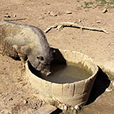  Pigsty 