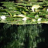  Pond 