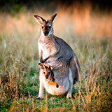 Pouch 