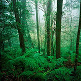  Rainforest 