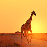  Savannah 
