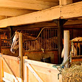  Stable 