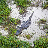  Swamp 