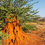  Termite Mound 