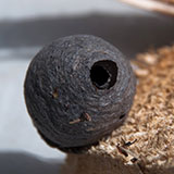  Wasp Nest 