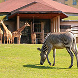  Zoo 