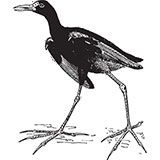  Jacana 