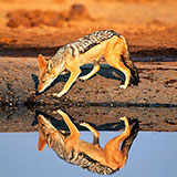  Jackal 