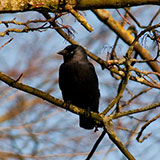 Jackdaw 