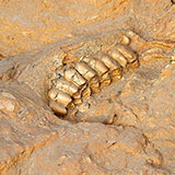  Jawbone 