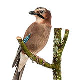  Jay 