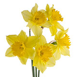  Jonquil 