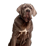  Jowls 