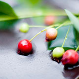  Juneberry 