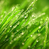  Dew 