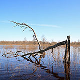  Flooded 