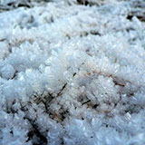  Frost 