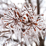  Icy 