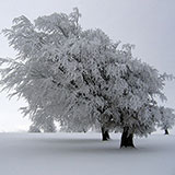  Rime 