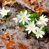  Thaw 