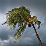  Tropical Storm 