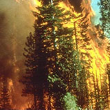  Wildfire 