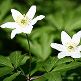  Anemone 