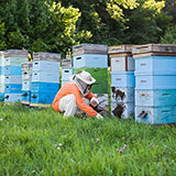  Beehives 