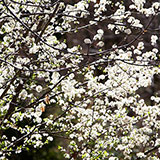  Blossom 