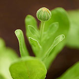  Bud 