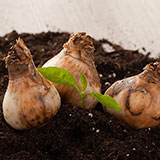  Bulbs 
