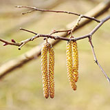  Catkins 