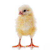  Chick 