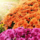  Chrysanthemums 