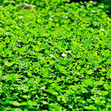  Clover 