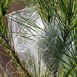  Cocoon 