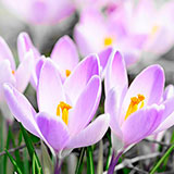  Crocus 