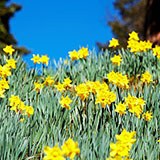  Daffodils 