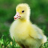  Duckling 