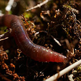  Earthworm 