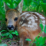  Fawn 