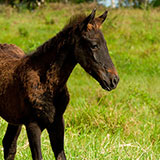  Foal 