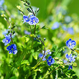  Forget-me-not 