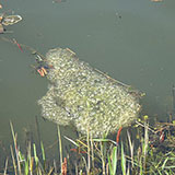  Frogspawn 