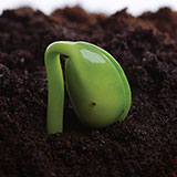  Germination 