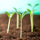  Green Shoots 