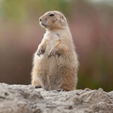  Groundhog Day 